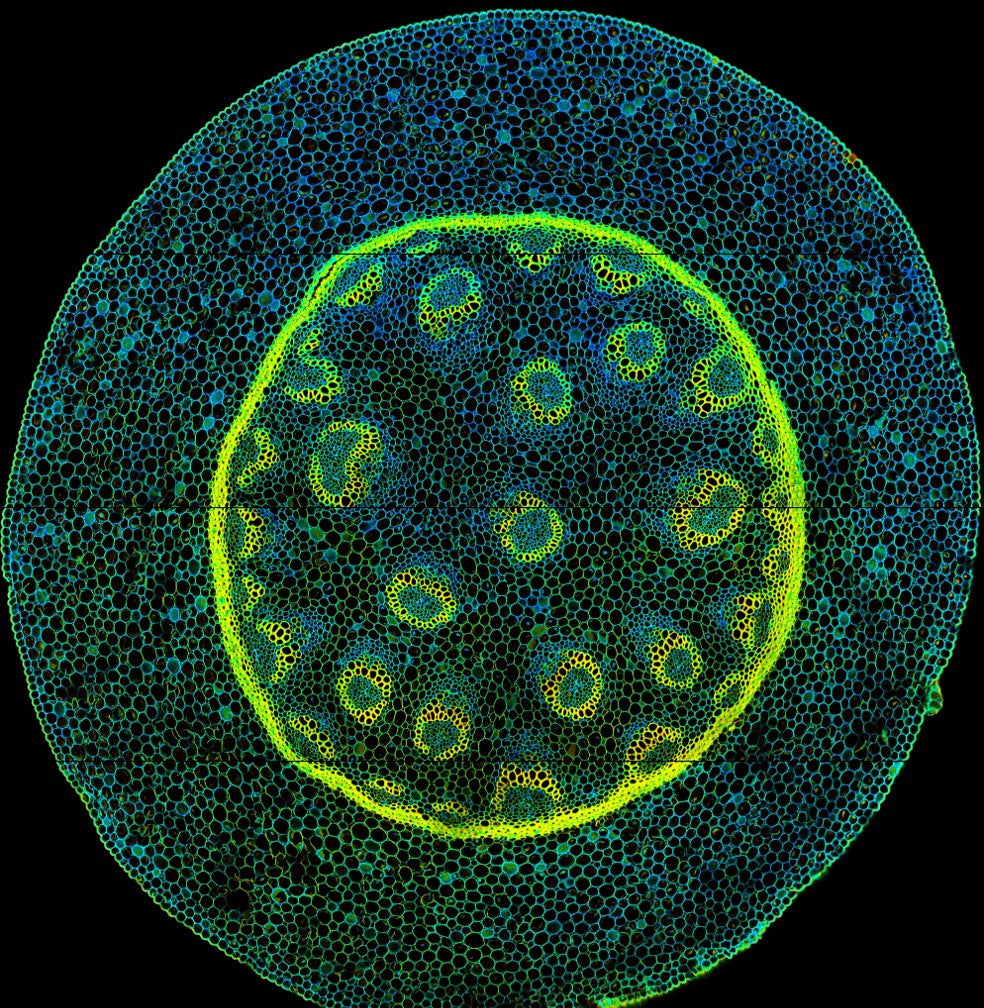 Convallaria Rhizome Sample Microscope Slide