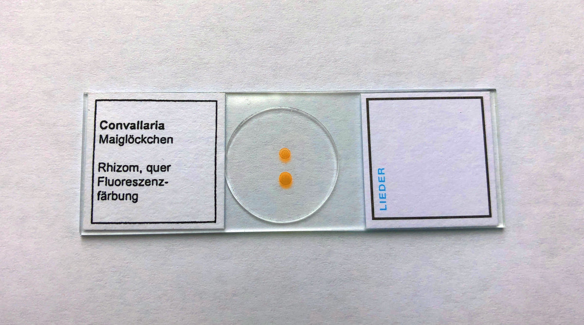 Convallaria Rhizome Sample Microscope Slide