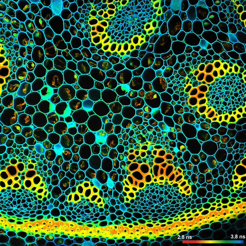 Convallaria Rhizome Sample Microscope Slide