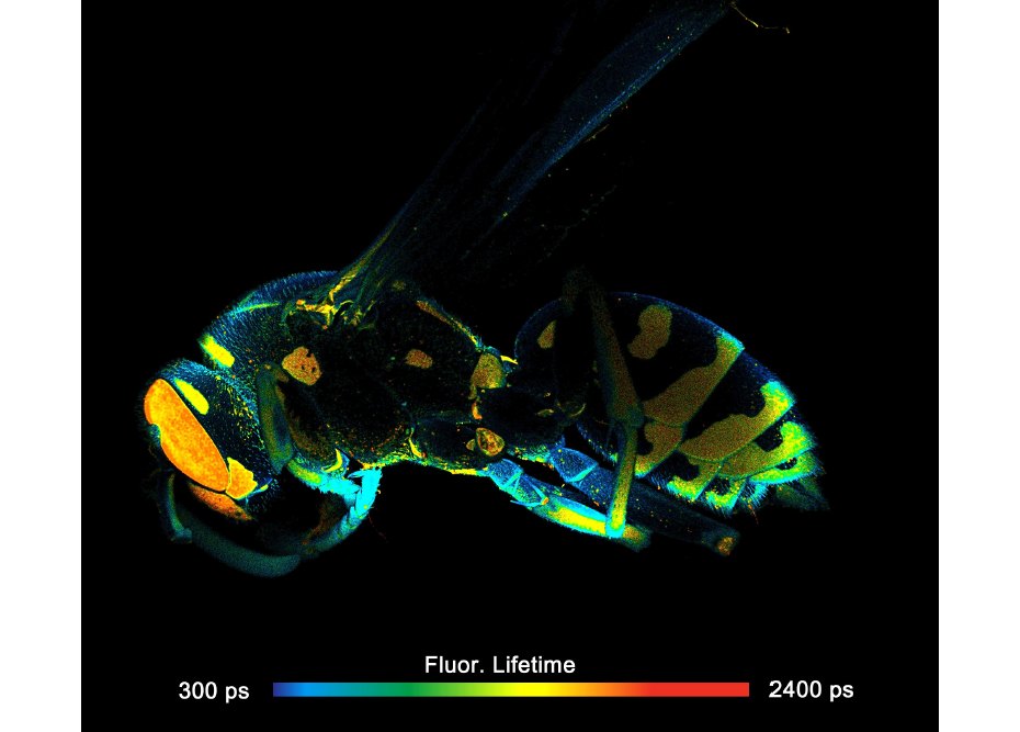 DCS-120 MACRO FLIM System