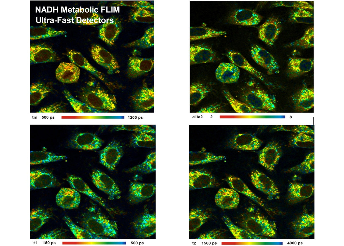High Speed Hybrid Detectors for TCSPC  - HPM-100-40/42